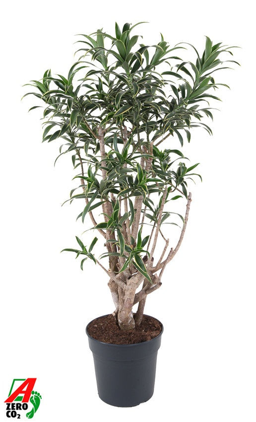 Dracaena ref. Song of India 120cm 27cm Pot