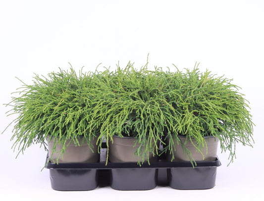 Chamaecyparis Filifera Nana 20cm 15cm Pot