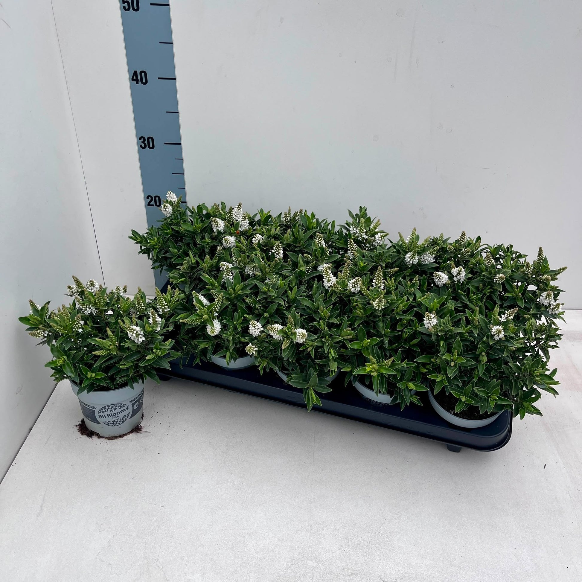 Hebe All Blooms white 25cm 510cm Pot