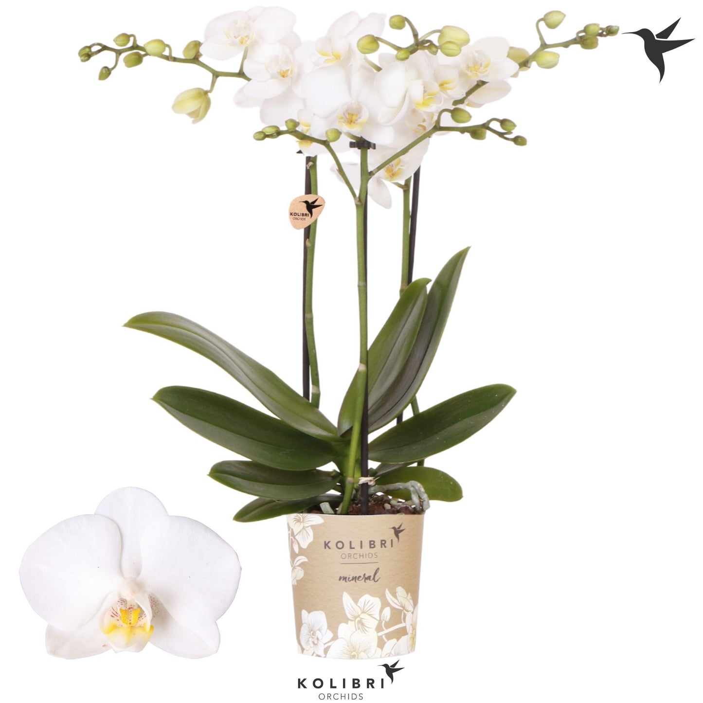 Phalaenopsis mf. Sweden 40cm 9cm Pot