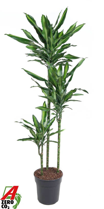 Dracaena frag. Cintho 90-60-30 160cm 24cm Pot