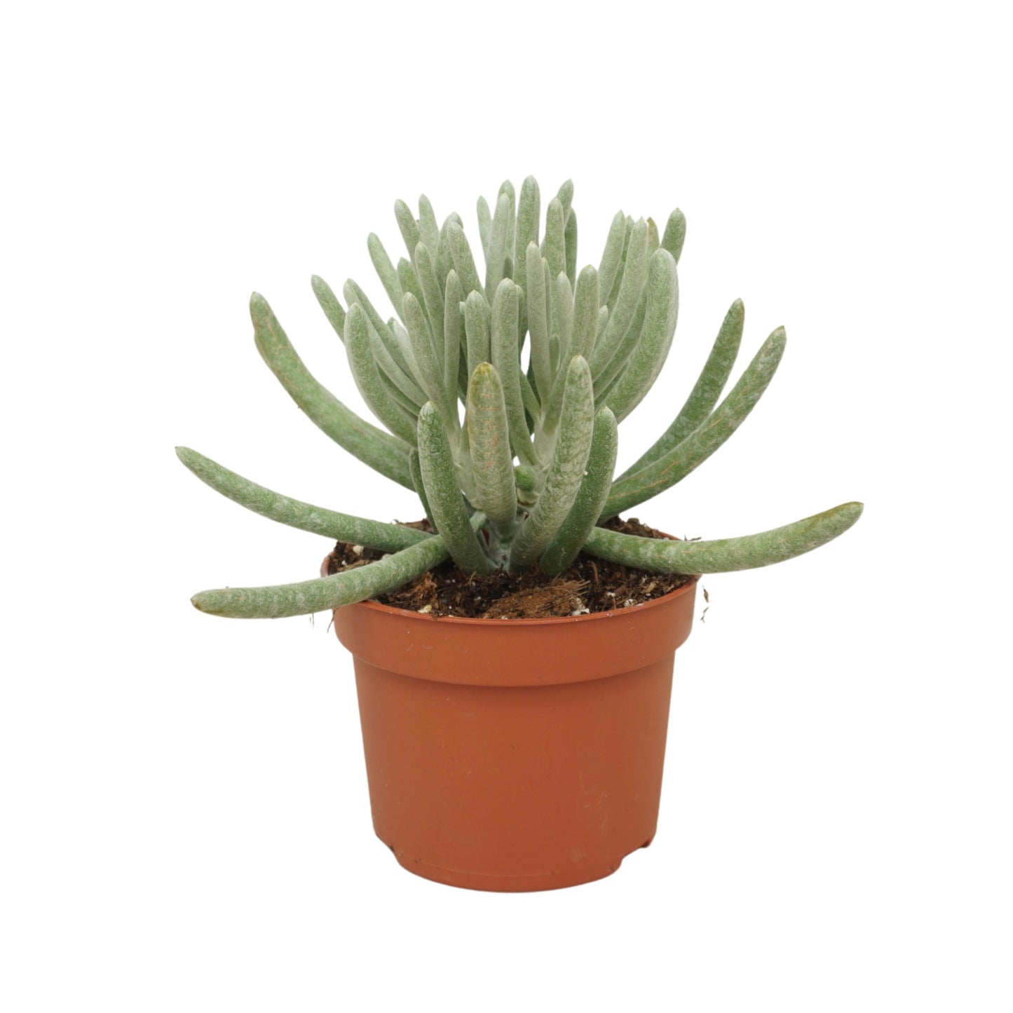 Senecio candidans 16cm 10.5cm Pot