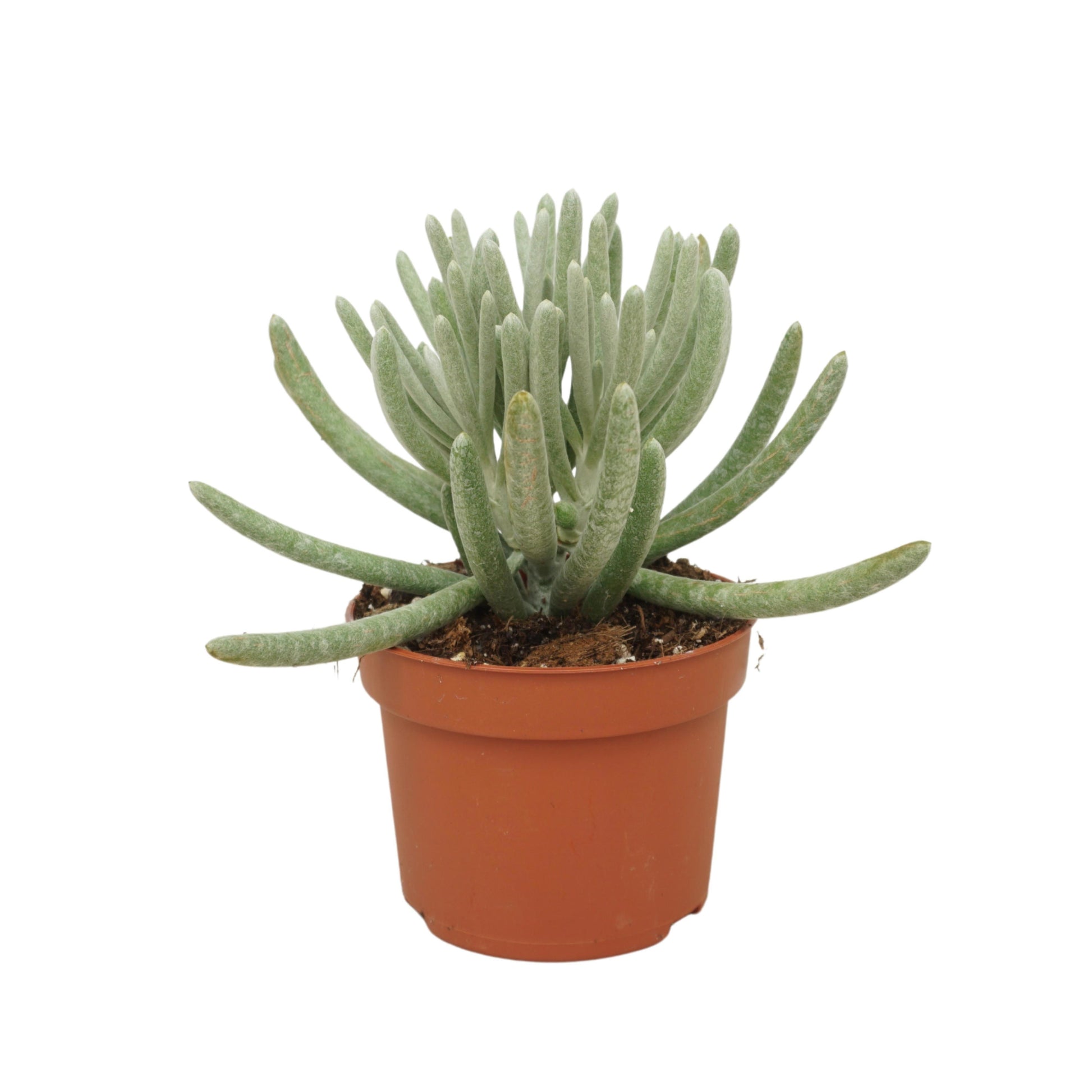 Senecio candidans 16cm 10.5cm Pot