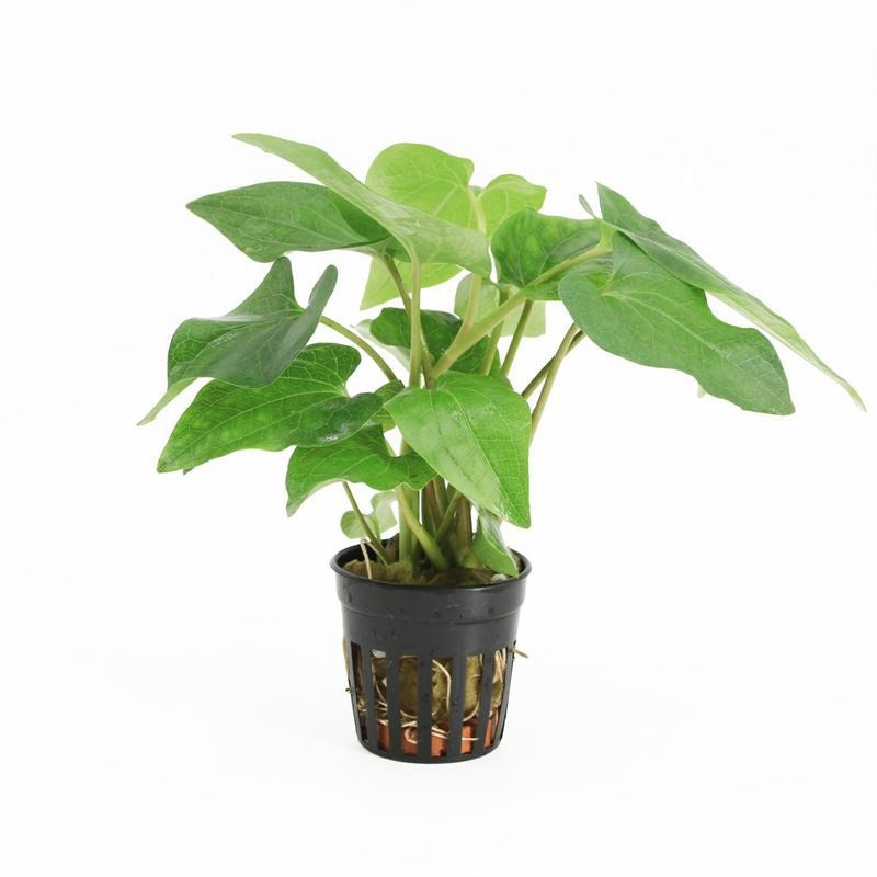 Waterplkw R. Moerings Saururus cernuus Pack of 6