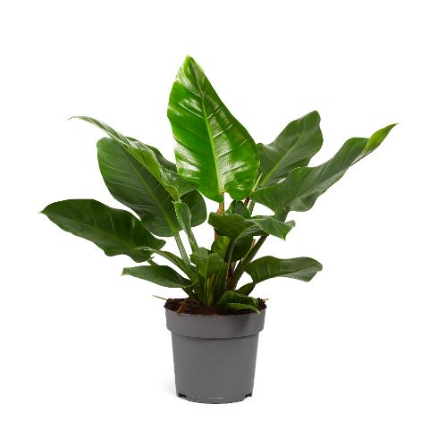 Ichtus Plants Philodendron Imperial Green Pack of 1