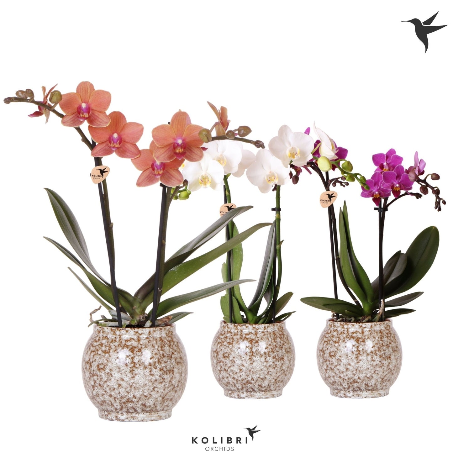 Phalaenopsis mix 40cm 9cm Pot