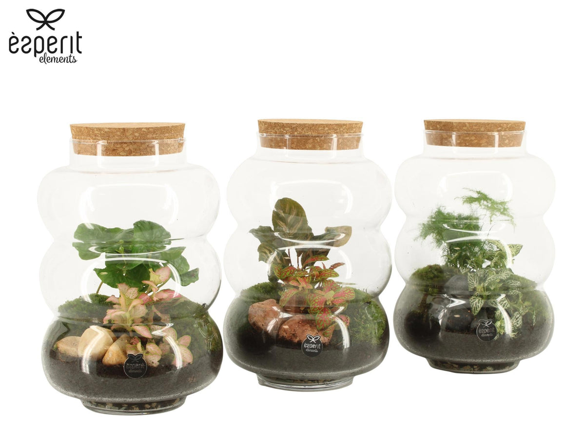Glass Terrarium mix 25cm 17cm Pot