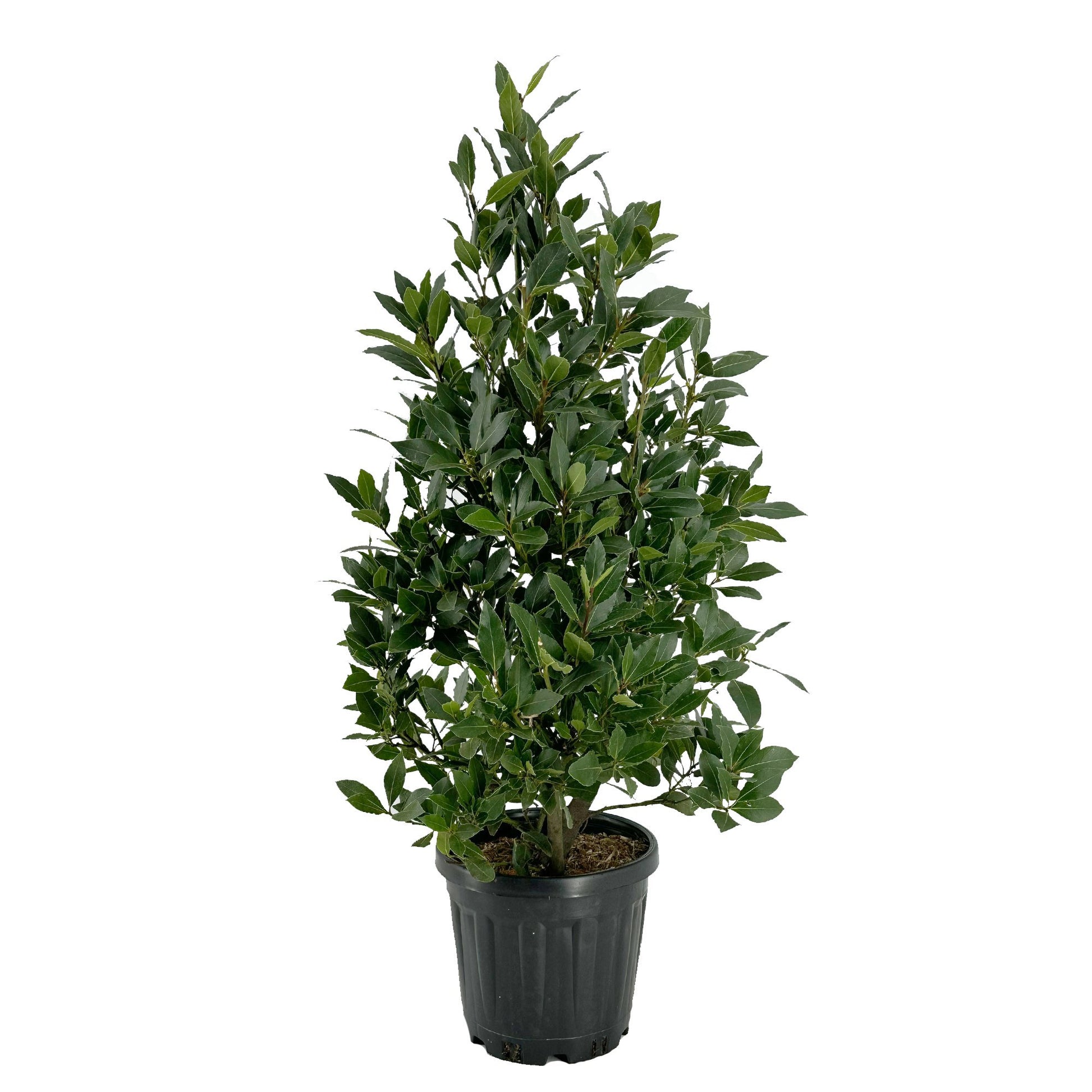 Laurus nobilis 100cm 25cm Pot