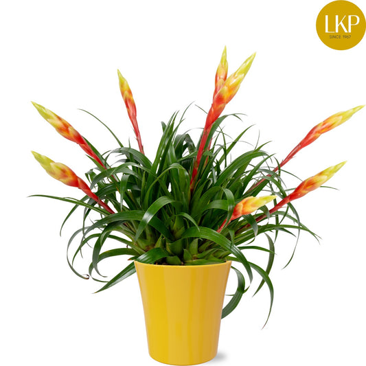Vriesea Shannon 45cm 13cm Pot