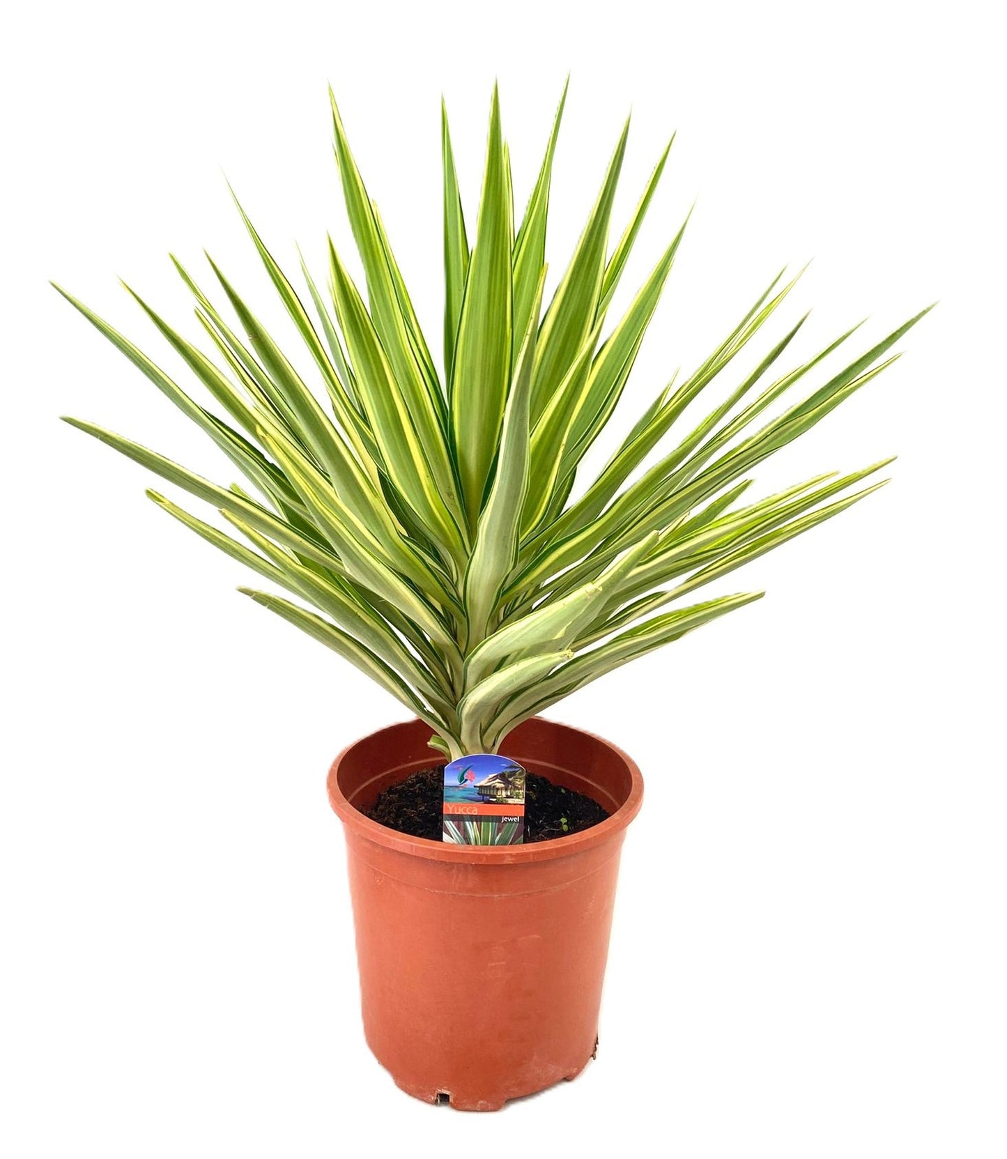 Luiten Kwekerij BV Yucca Jewel Pack of 1