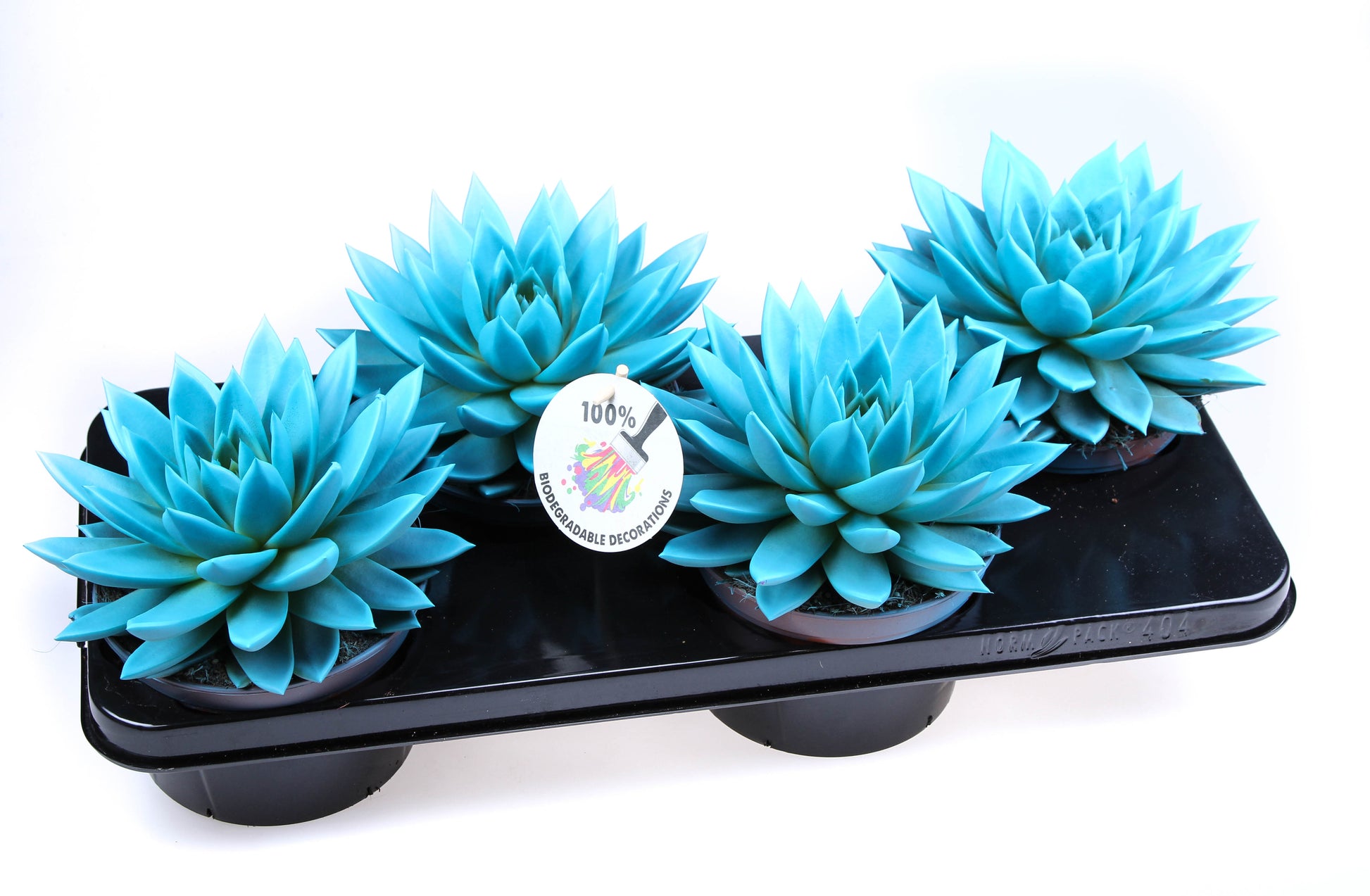 Euro Cactus Holland Bv Rainbow mint Pack of 4