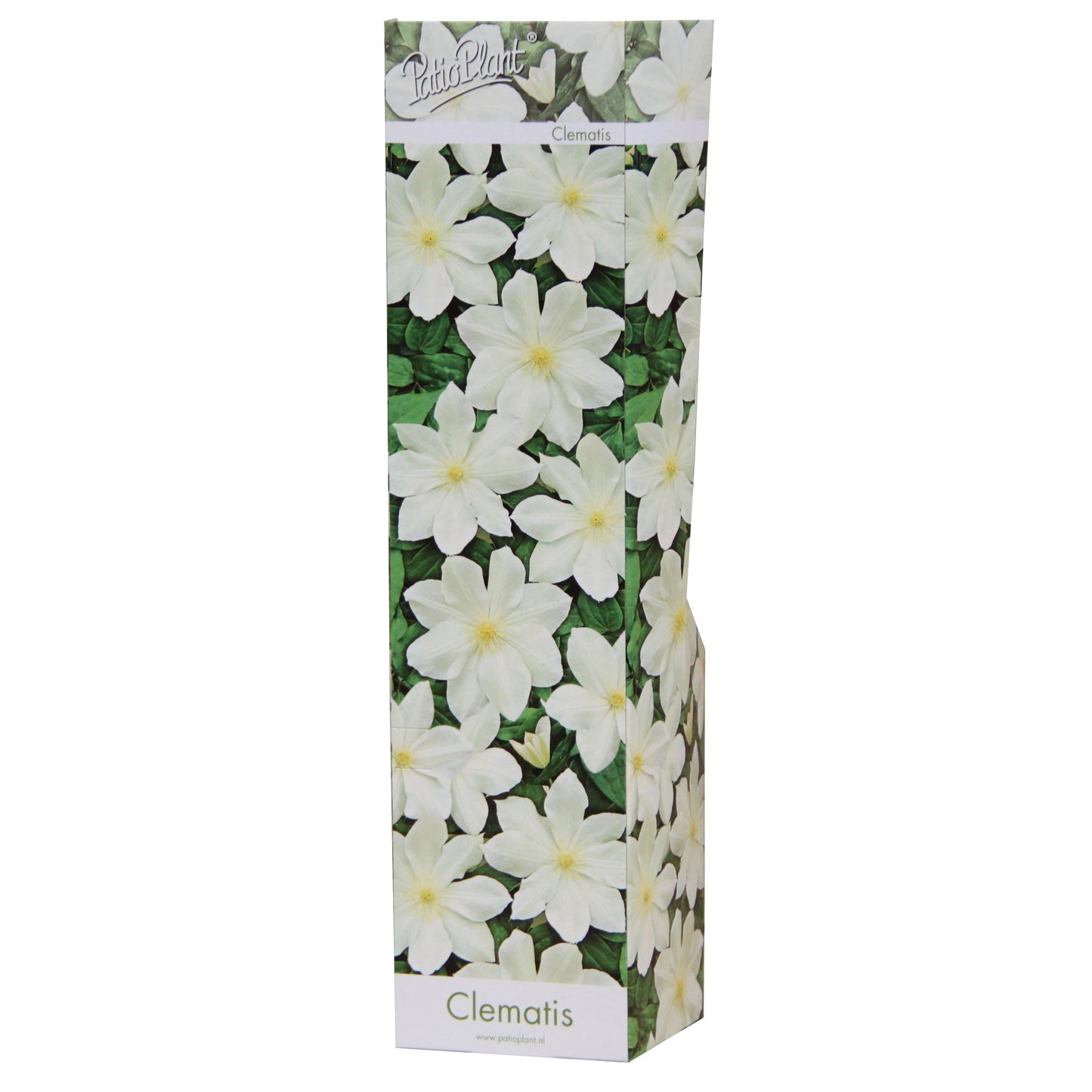 Clematis mix 25cm 9cm Pot