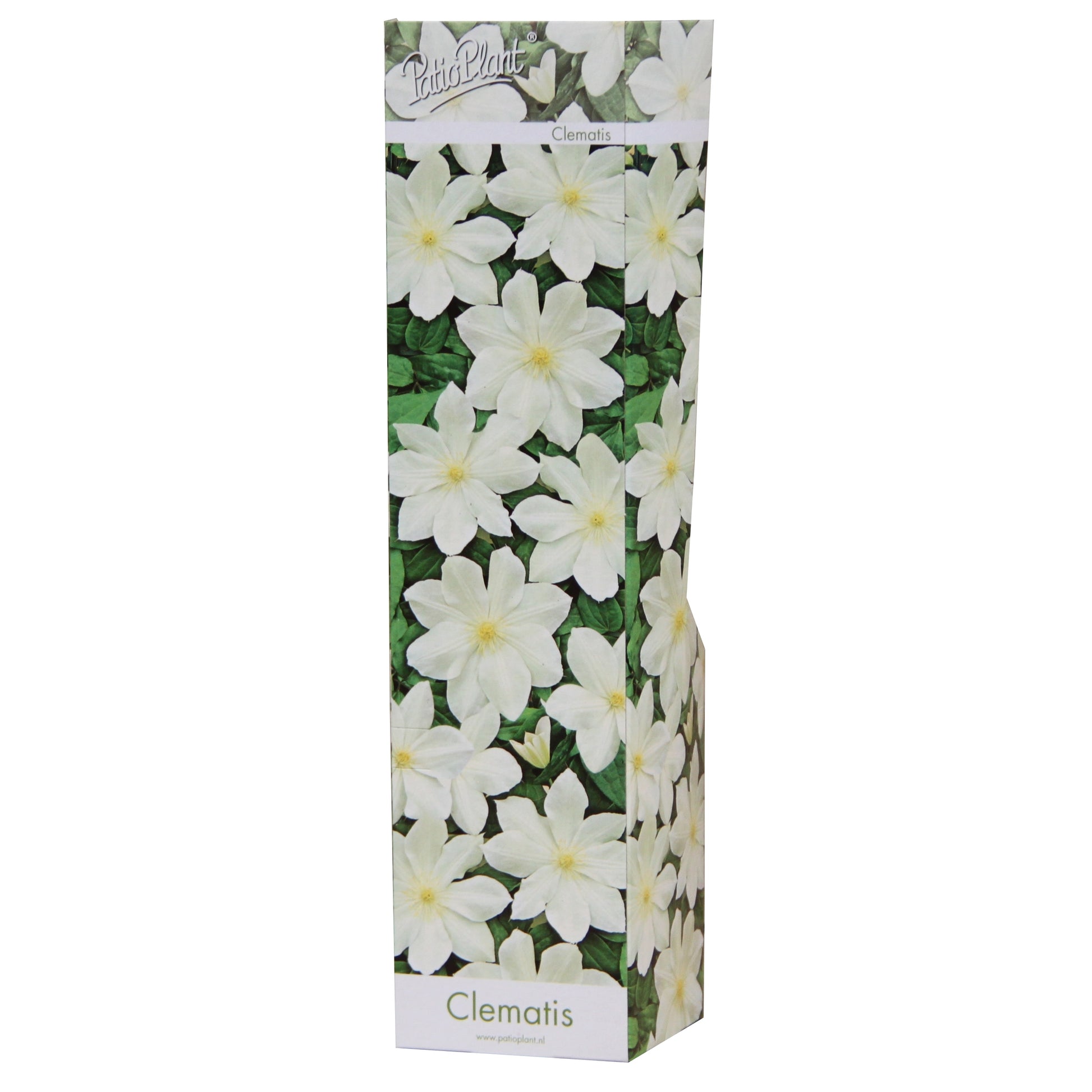Clematis mix 25cm 9cm Pot