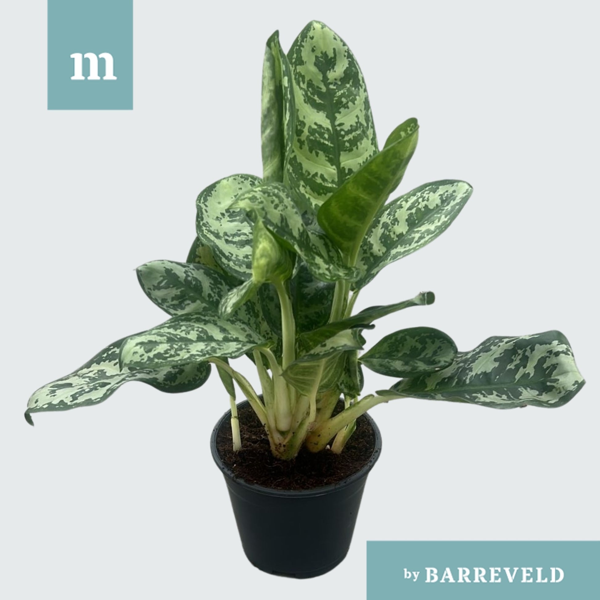 Aglaonema Amazon Silver 40cm 14cm Pot