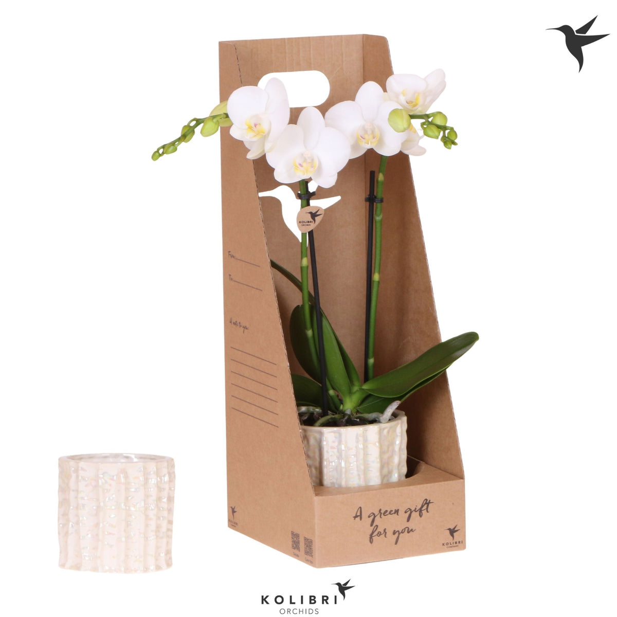Phalaenopsis multiflora white 40cm 9cm Pot