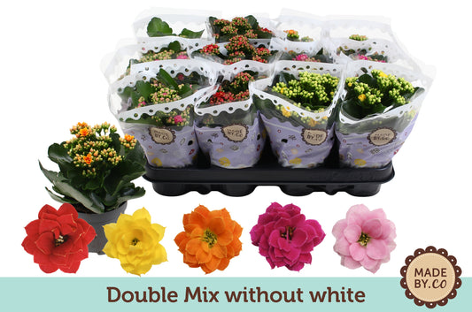 Kalanchoe double mix no white 19cm 9cm Pot