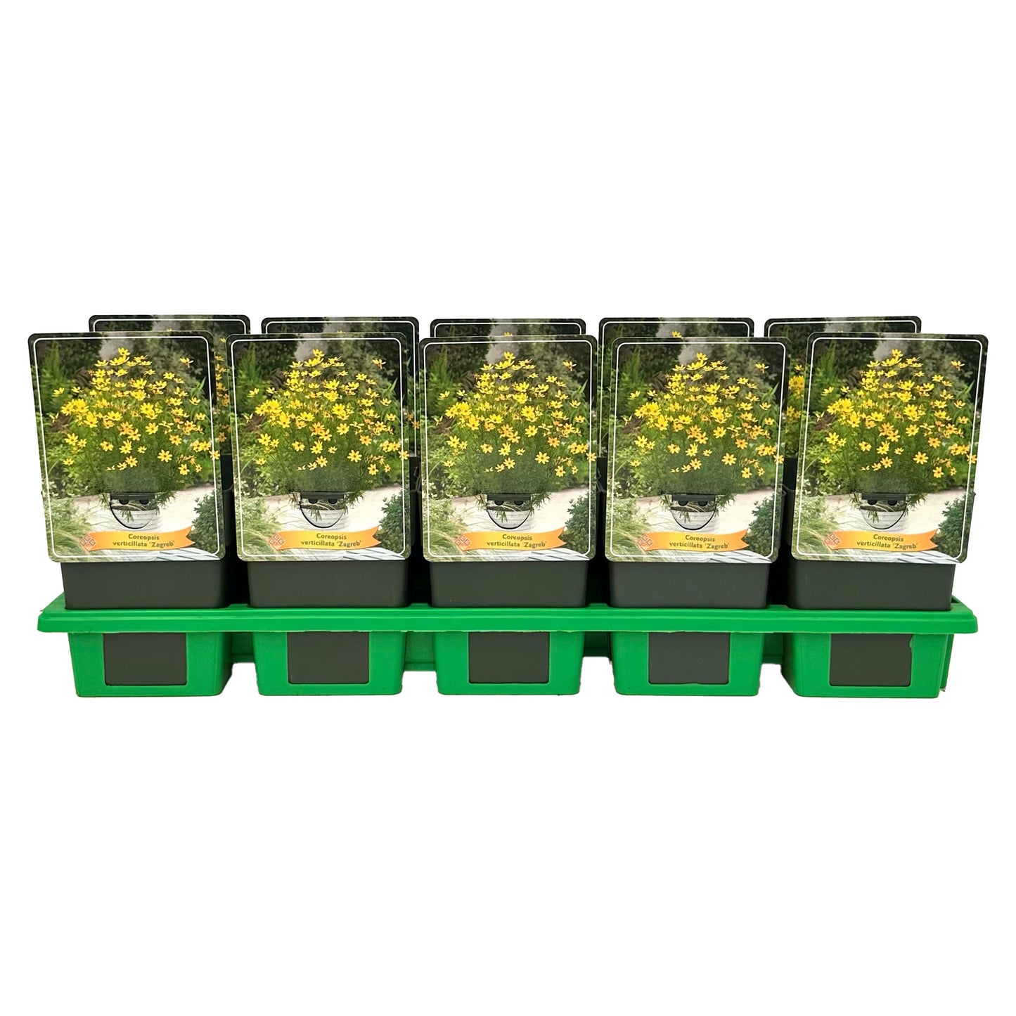 Coreopsis vert. Zagreb 25cm 11cm Pot