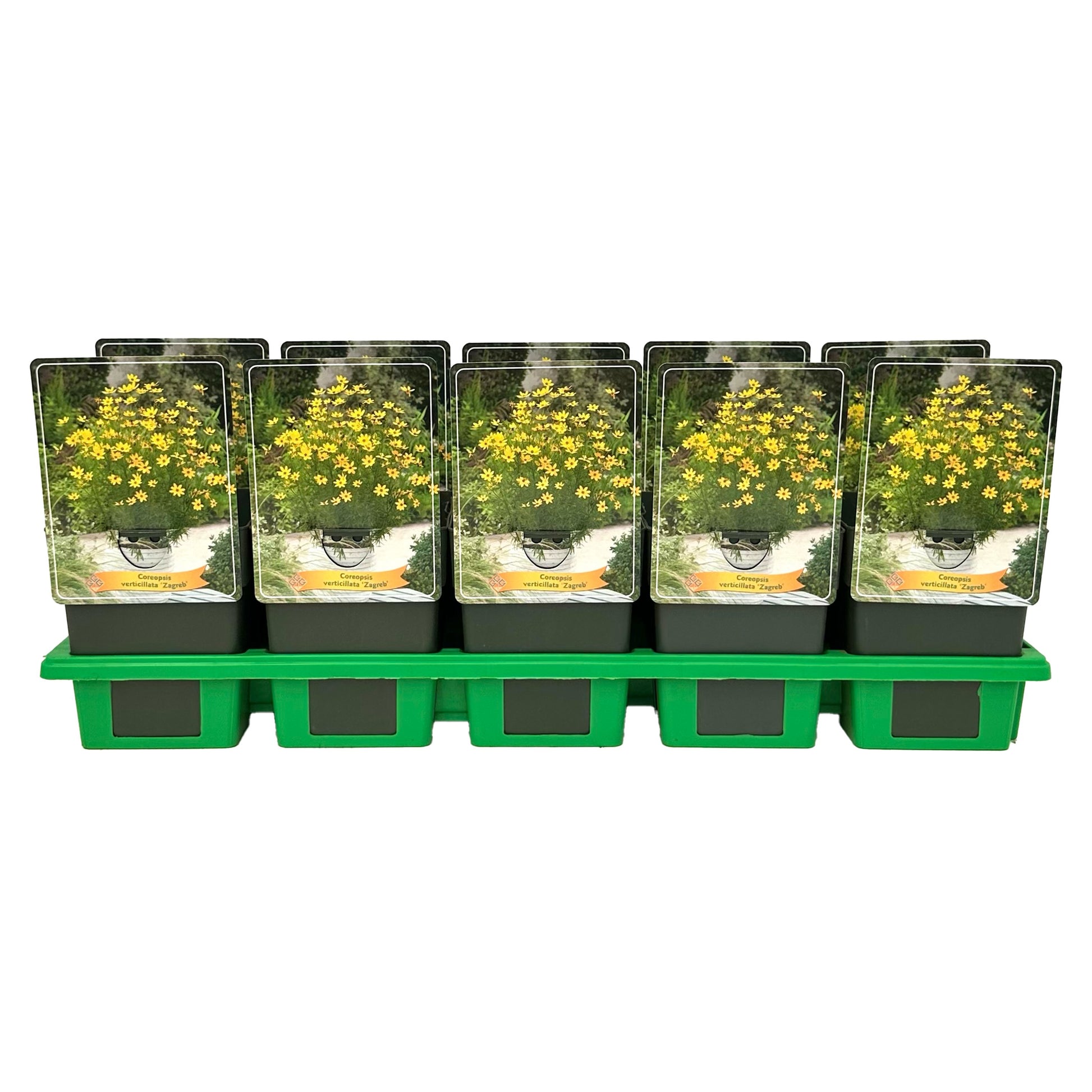 Coreopsis vert. Zagreb 25cm 11cm Pot