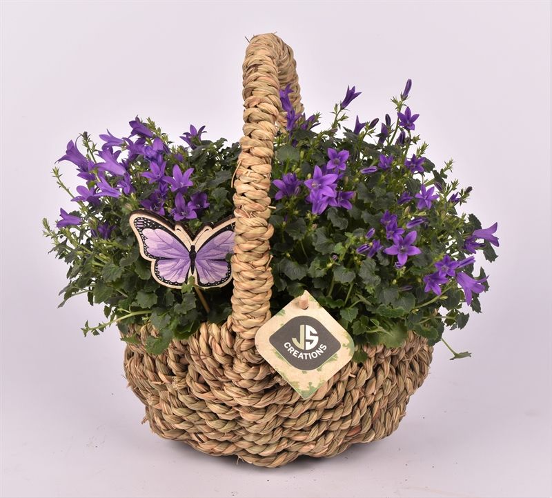 Campanula in terracotta pot 21cm Pot