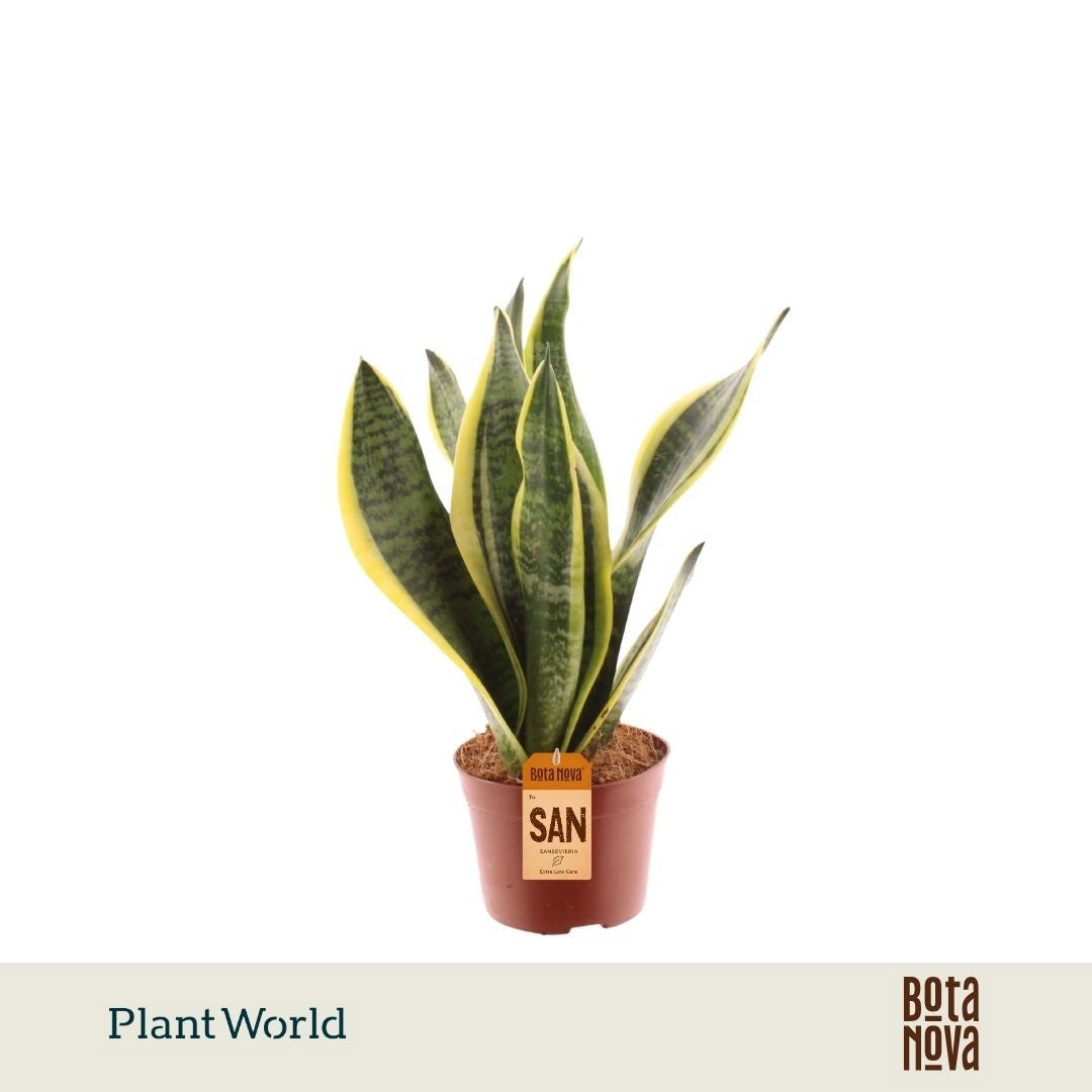 Sansevieria Futura Superba 30cm 9cm Pot