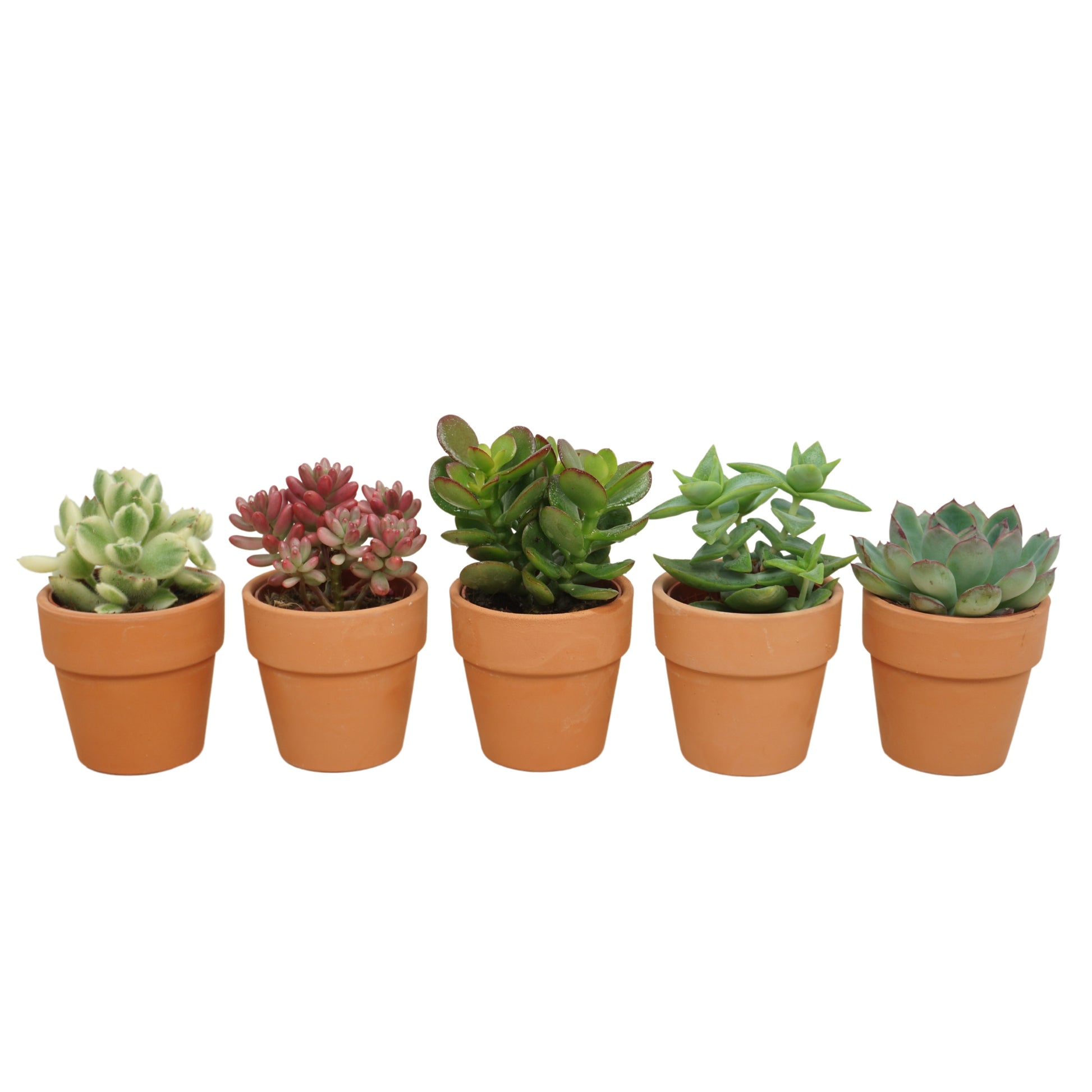 Succulent mix 10cm 5.5cm Pot