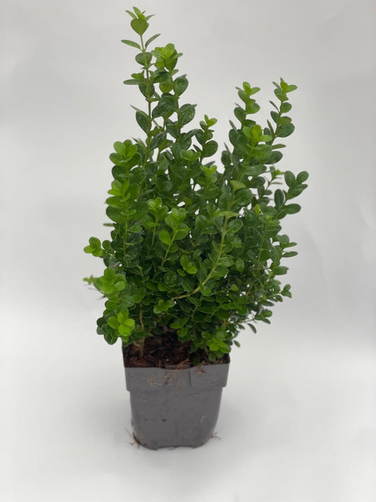 Buxus sempervirens 40cm 13cm Pot