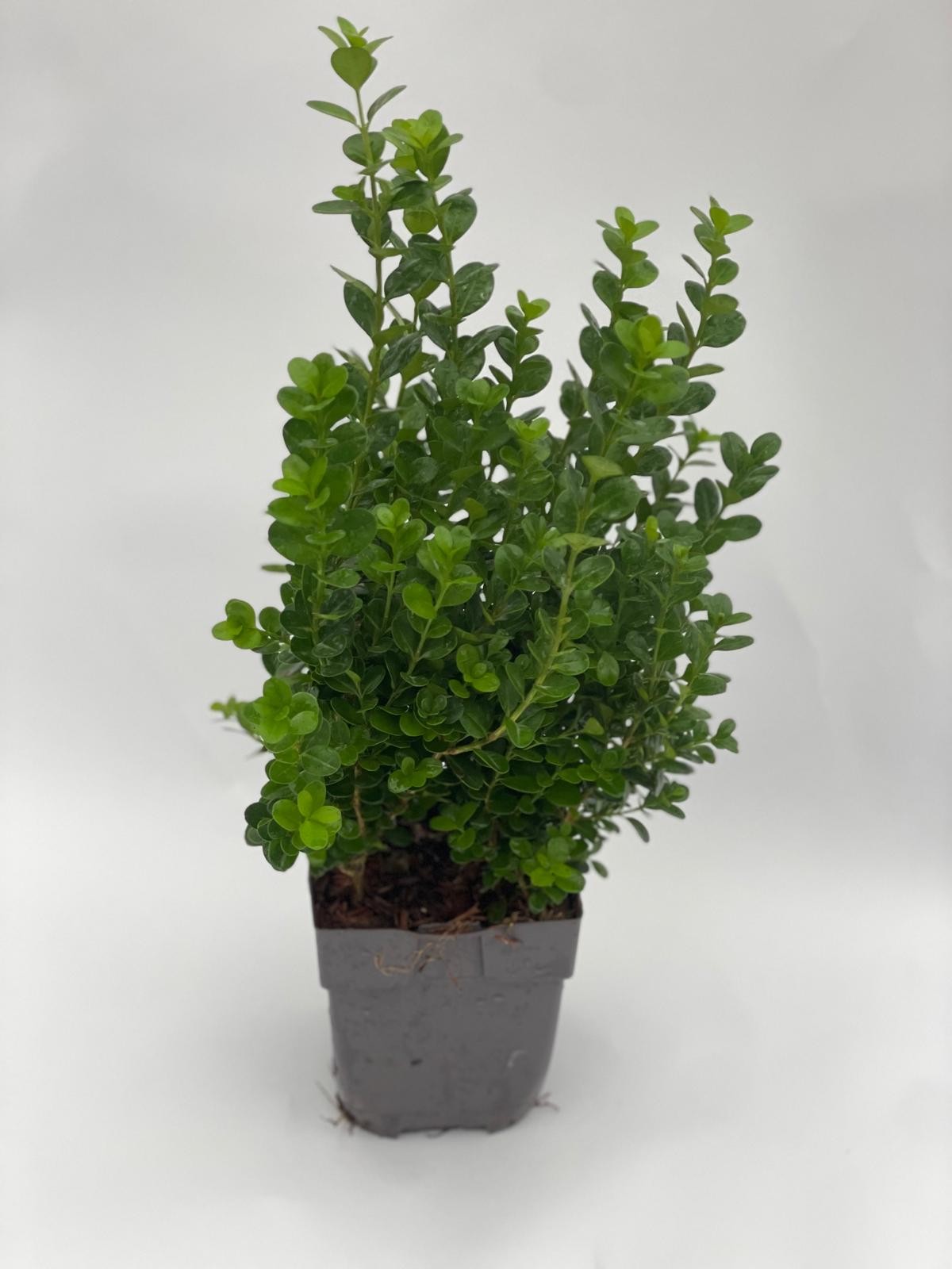 Buxus sempervirens 40cm 13cm Pot
