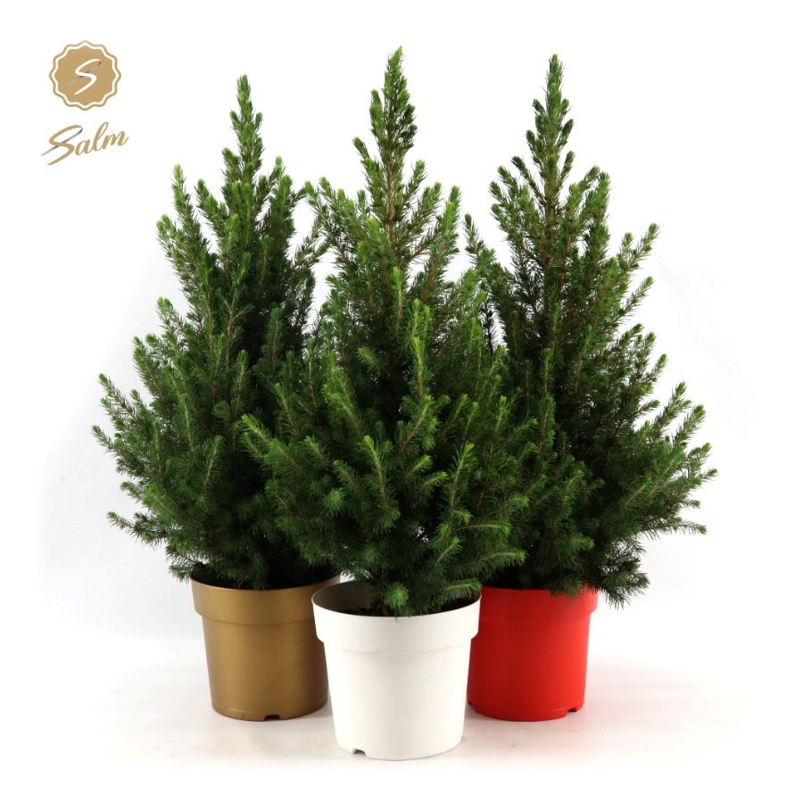 Picea gl. December 70cm 19cm Pot