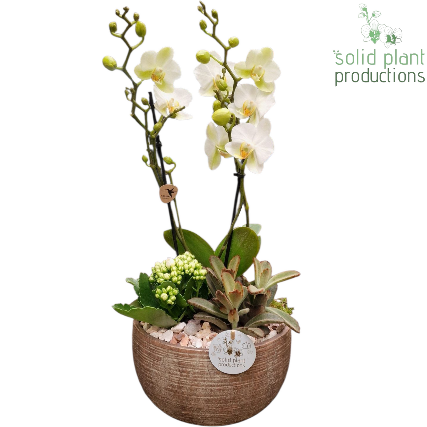 COMPO PH060 Arizona Small White 45cm 21cm Pot