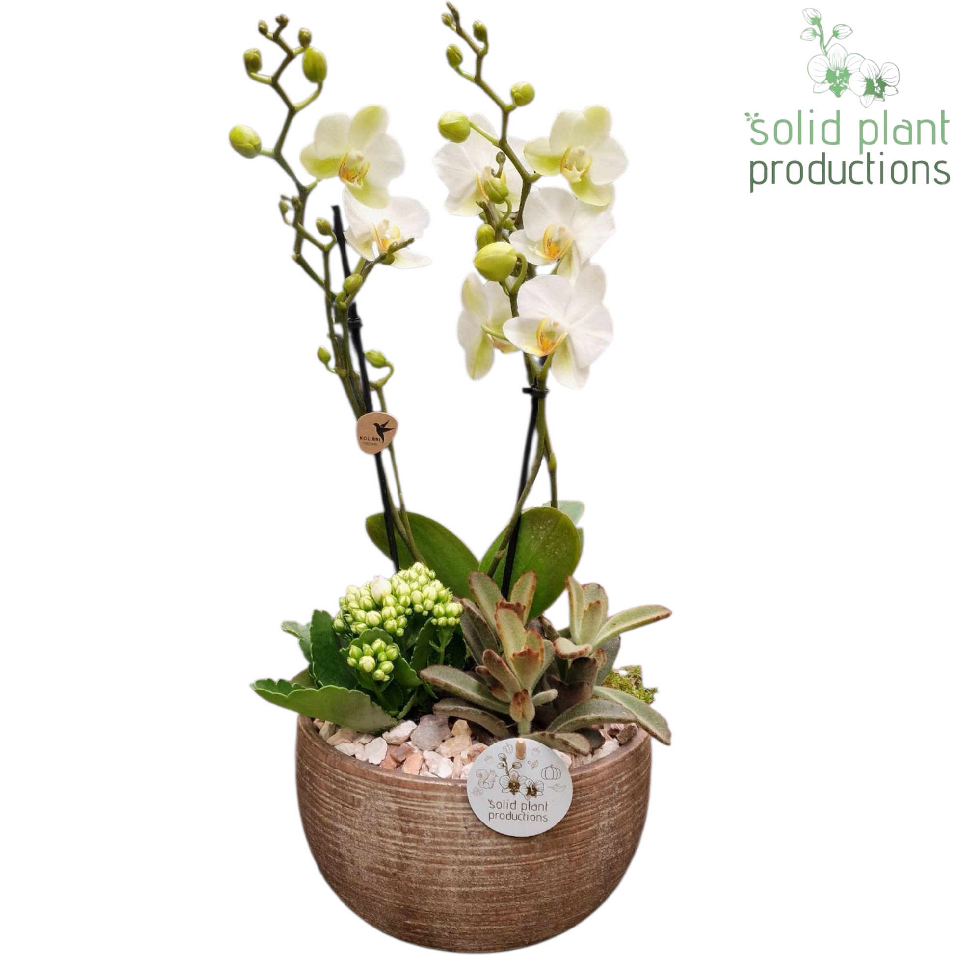 COMPO PH060 Arizona Small White 45cm 21cm Pot
