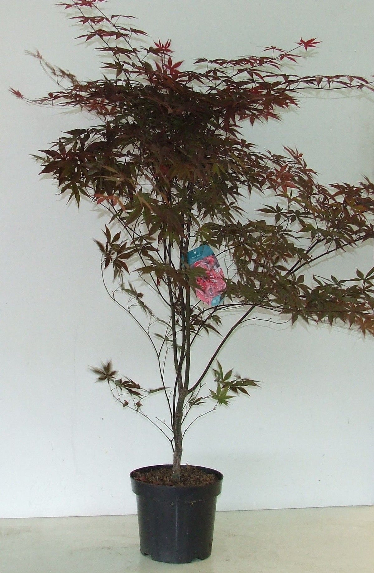 Acer Red Emperor 80cm 26cm Pot
