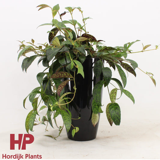 Aeschynanthus marmoratus Hanging Basket 30cm 15cm Pot