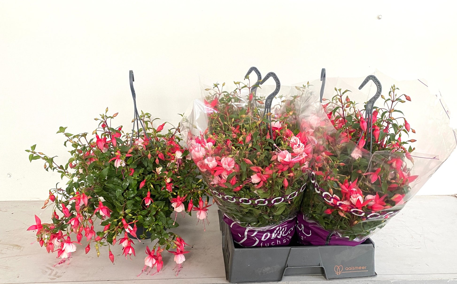 Fuchsia Patio Princess 30cm 21cm Pot