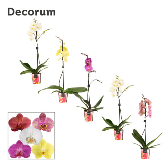 Phalaenopsis mix branched 65cm 12cm Pot