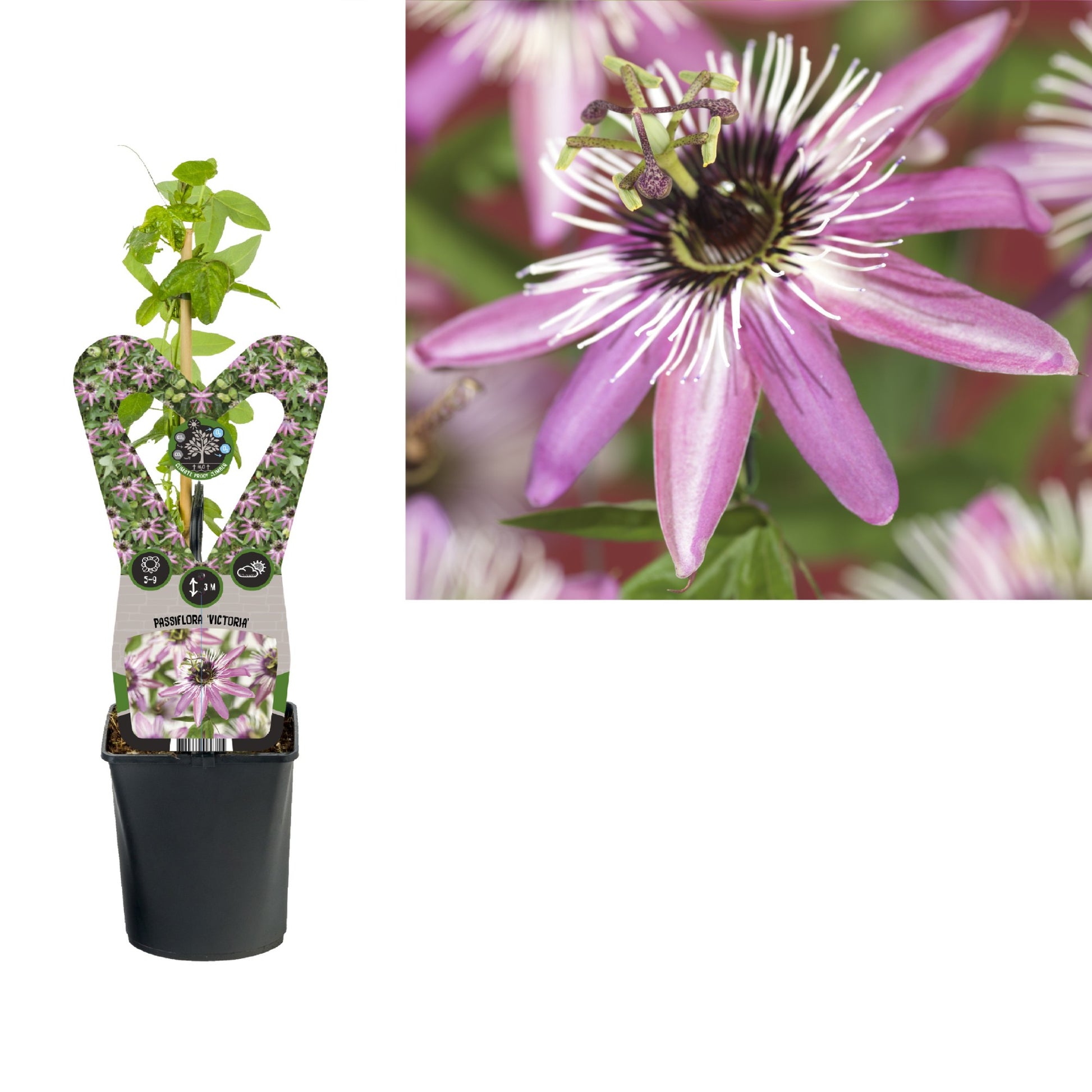 Passiflora violacea Viktoria pyramide 40cm 11cm Pot