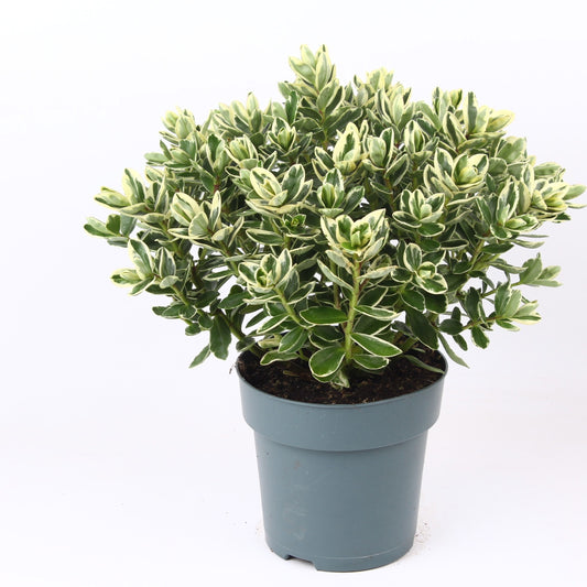 Hebe Katrina 35cm 15cm Pot