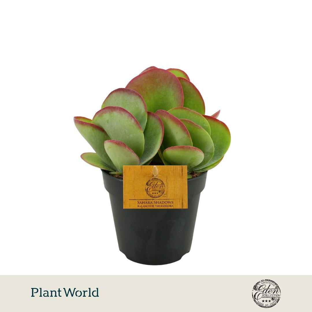 Plantworld Smit Kwekerij Kalanchoe thyrsiflora Pack of 4