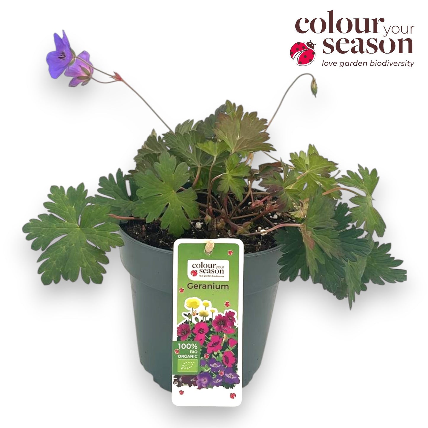 Geranium Bloom Me Away 30cm 15cm Pot