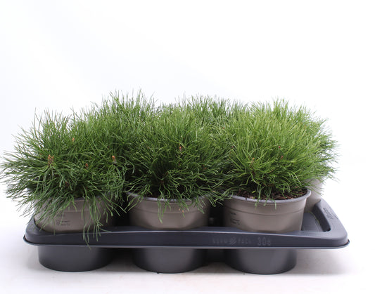 Pinus mugo pumilio 20cm 17cm Pot