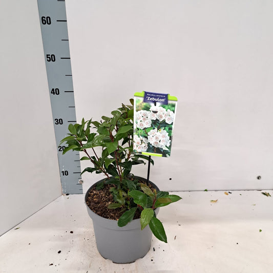 Kalmia latifolia 30cm 21cm Pot