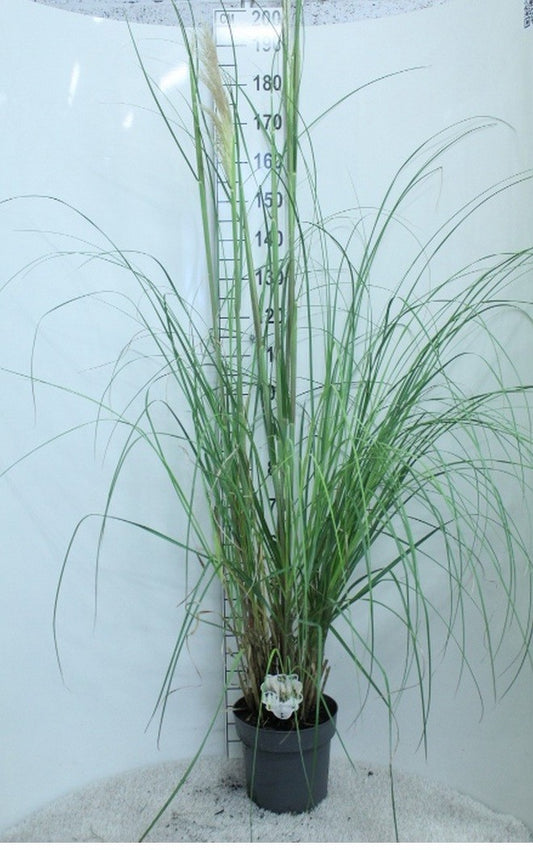 Cortaderia selloana 200cm 29cm Pot