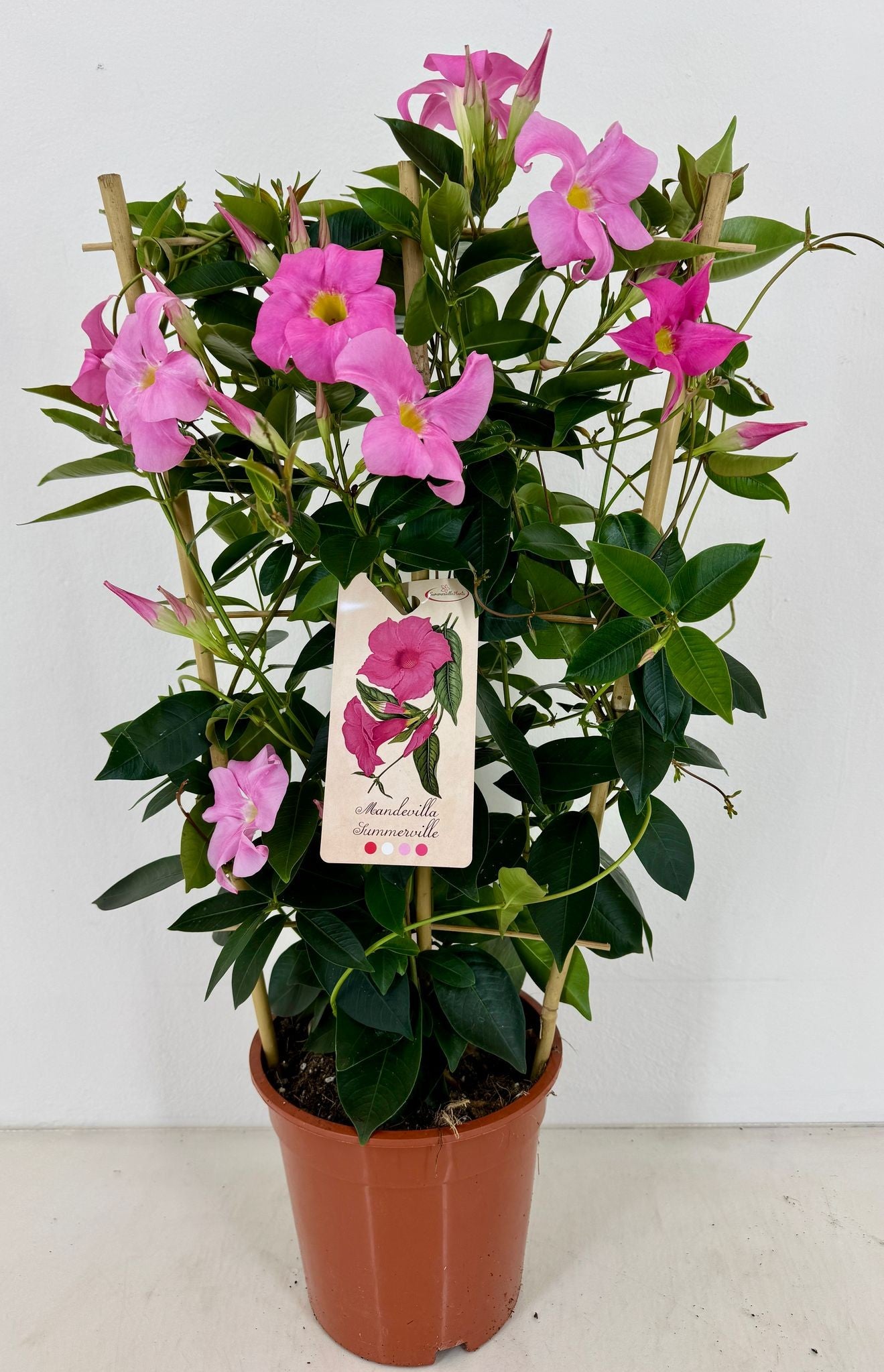 Mandevilla Rio Elegant Pink 65cm 19cm Pot