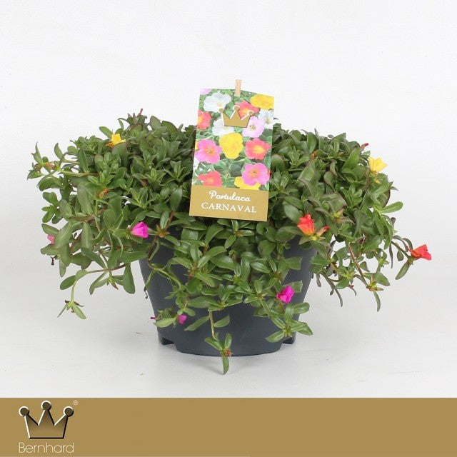 Portulaca carnaval 25cm 23cm Pot