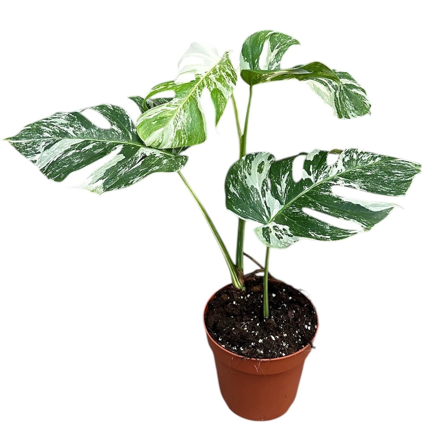 Variegated Monstera Albo 40cm 17cm Pot
