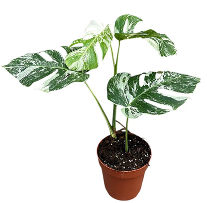 Variegated Monstera Albo 40cm 17cm Pot