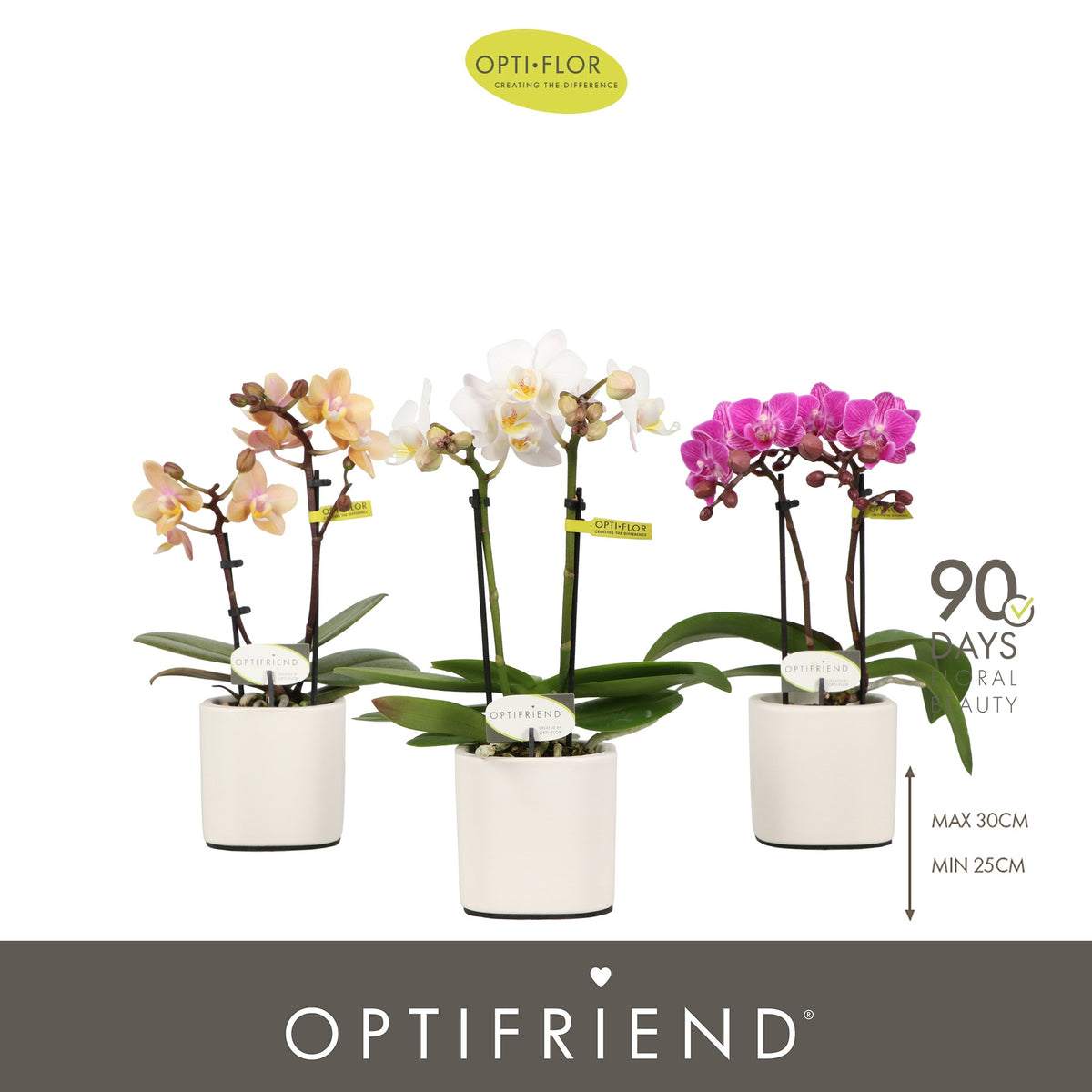 Phalaenopsis mix 25cm 7cm Pot