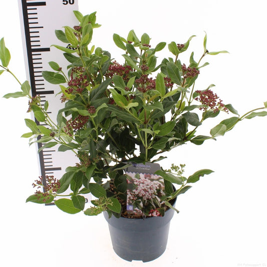 Viburnum tinus Gwenllian 40cm 17cm Pot
