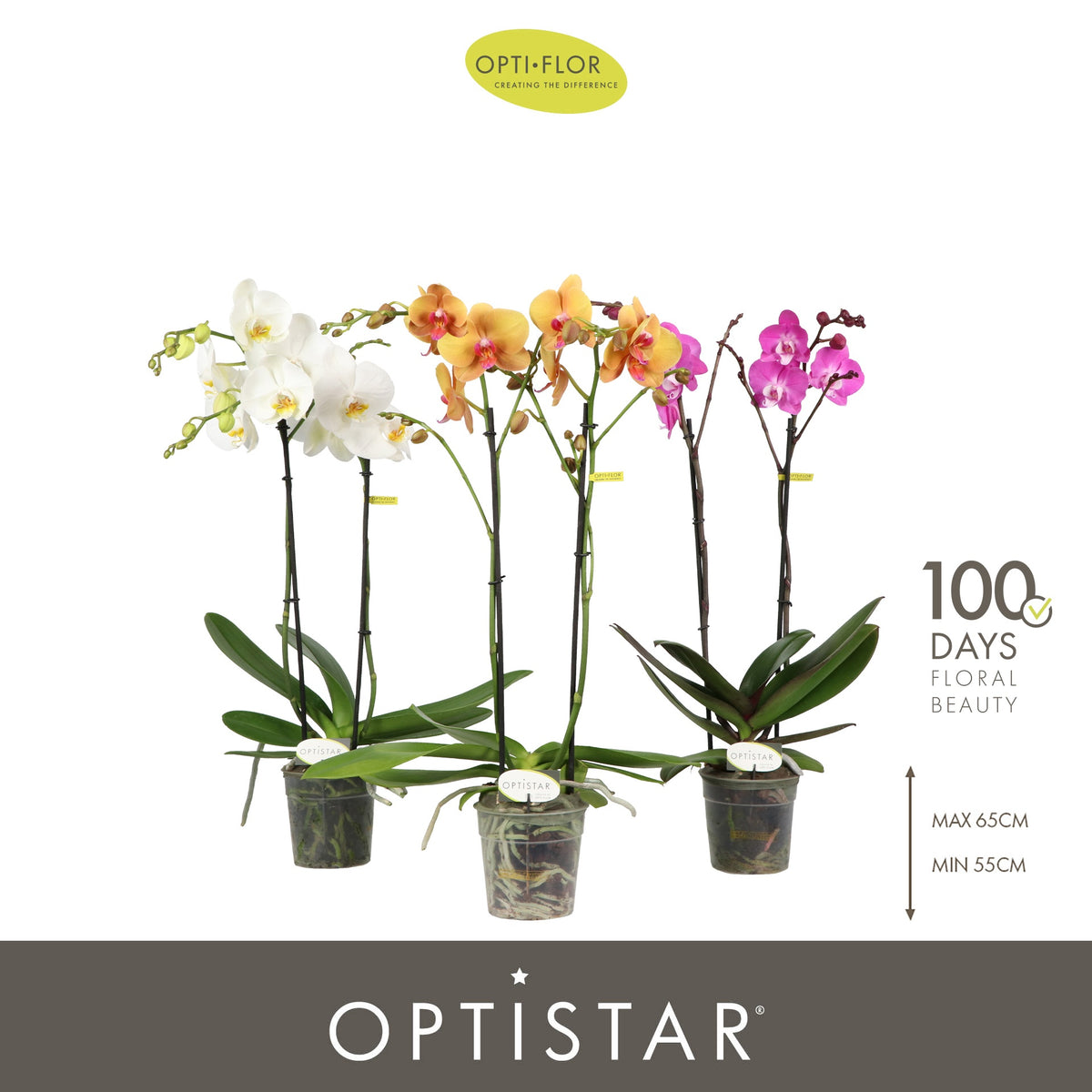 Phal. Optistar Hollywood Mix 60cm 12cm Pot