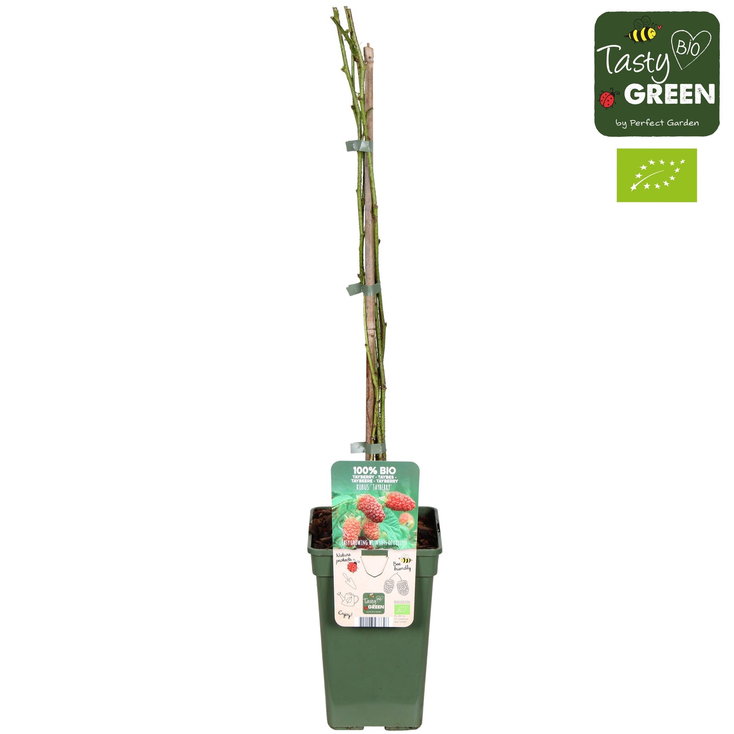 Rubus Tayberry (Raspberry x Blackberry hybrid) 50cm 19cm Pot
