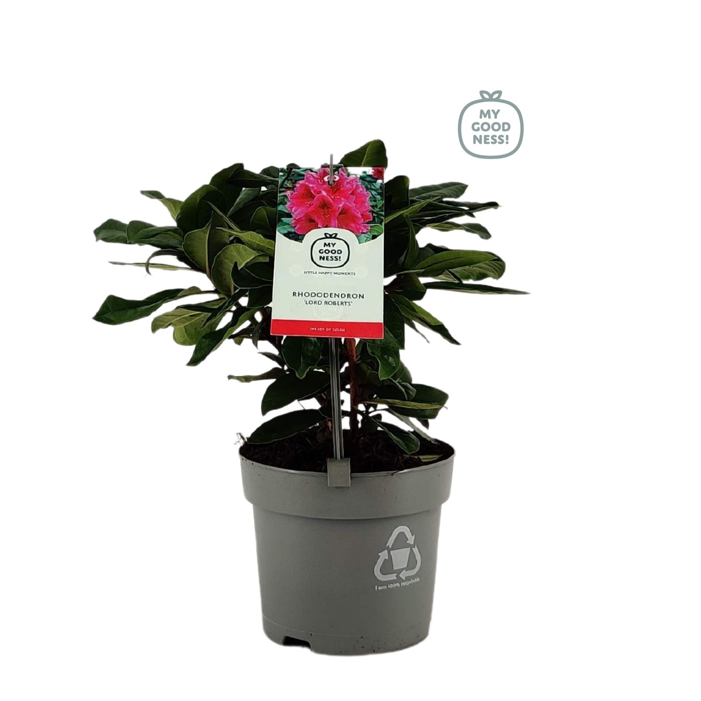 Leybaert BVBA Rhododendron Lord Roberts Pack of 1